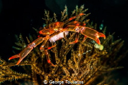 Devil Crab by George Touliatos 